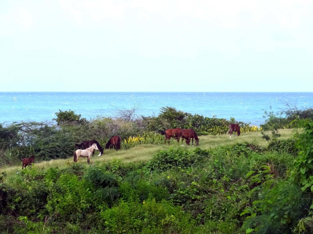 Tranquility By The Sea Villa Vieques Rum bild