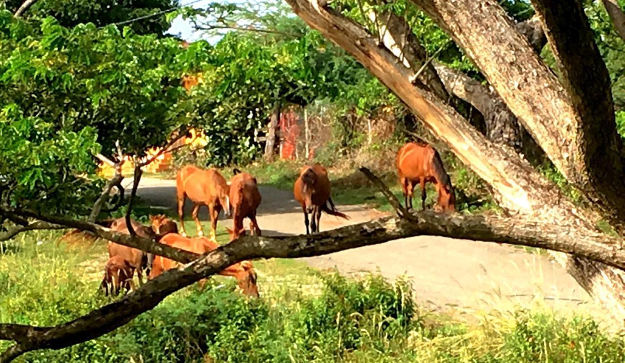 Tranquility By The Sea Villa Vieques Exteriör bild
